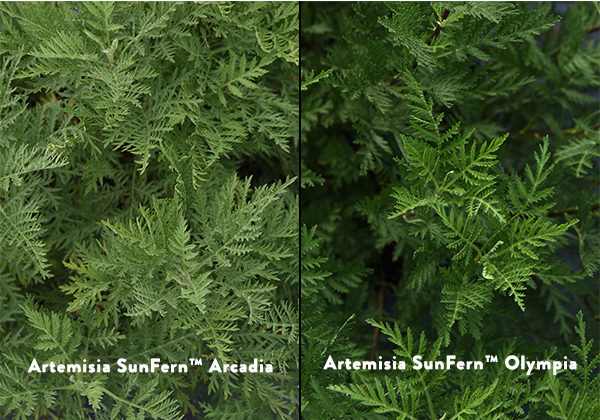 Artemisia SunFerns™