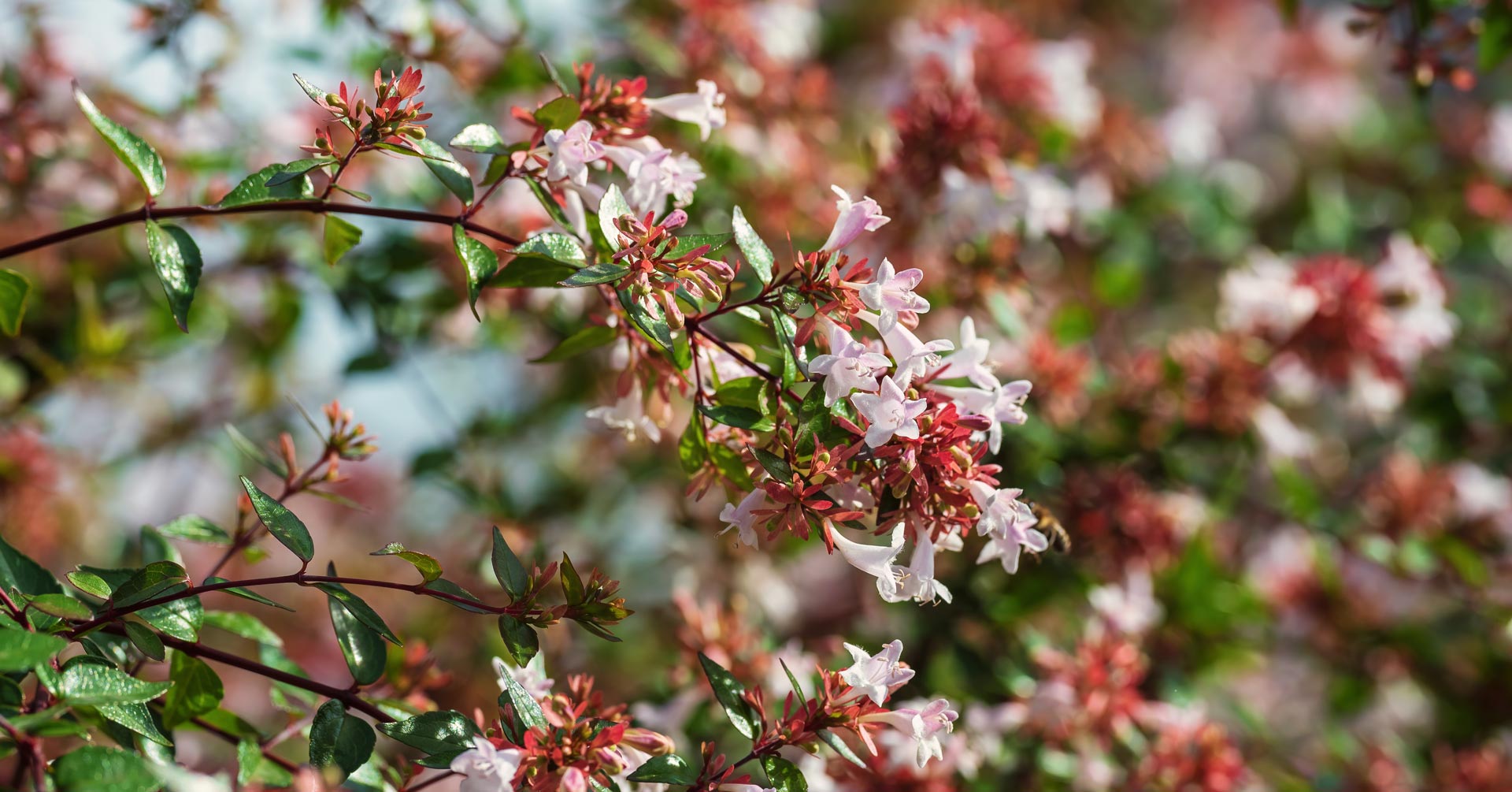 Abelia flowers