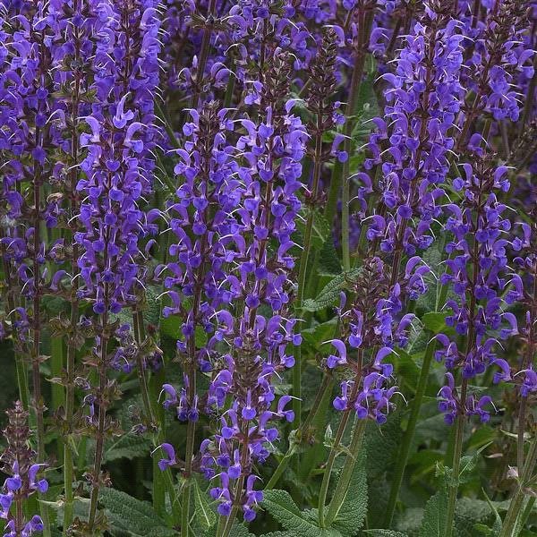 Salvia nemorosa ‘Blue by You’. Photo courtesy Darwin Perennials.