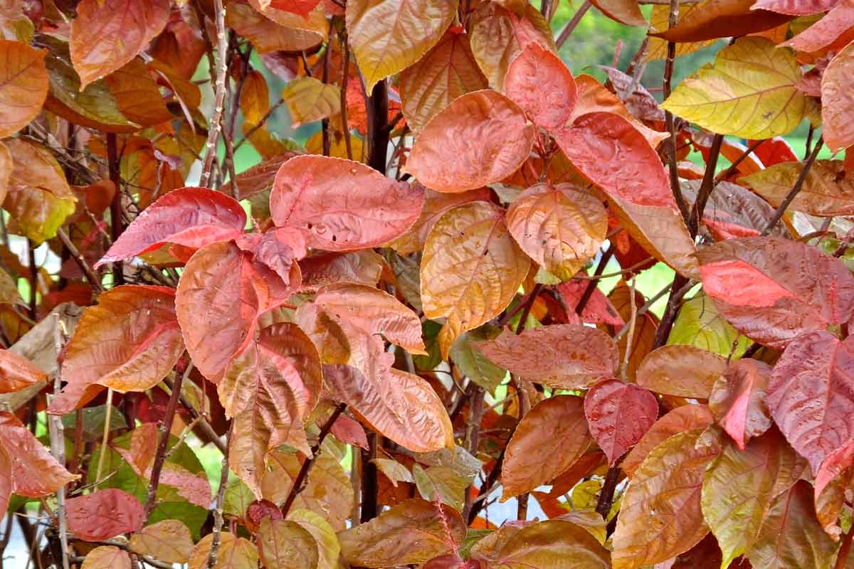 Fothergilla