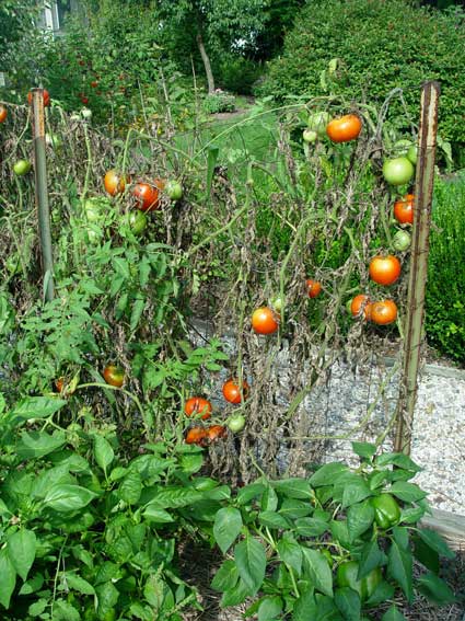 Tomato Diseases