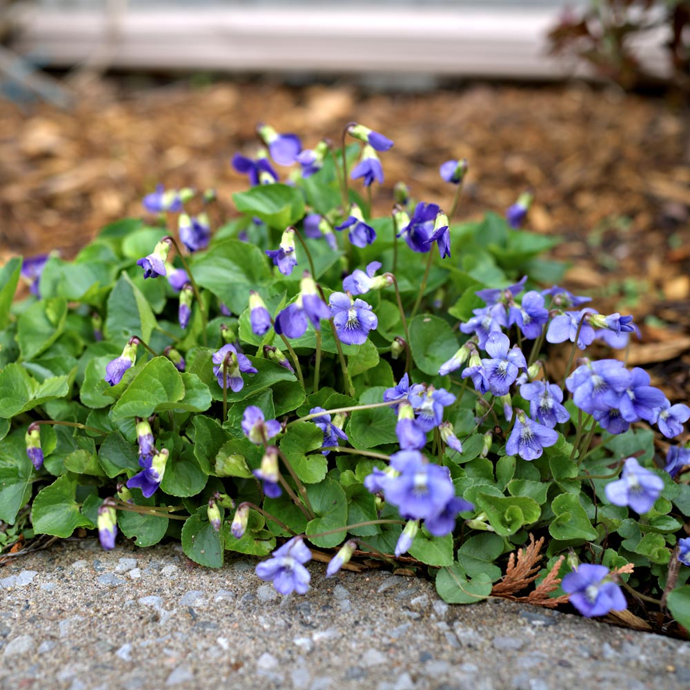 Common blue violet