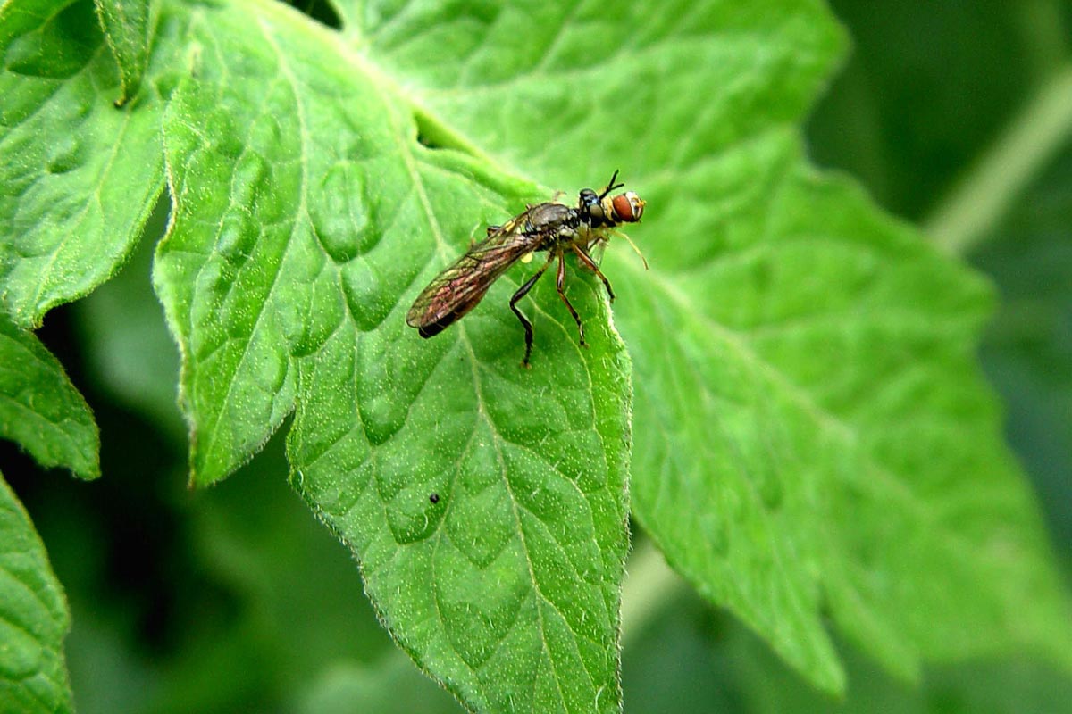 This might look like plant trouble, but this bug is actually a predatory wasp on patrol for a pest-bug meal. George Weigel