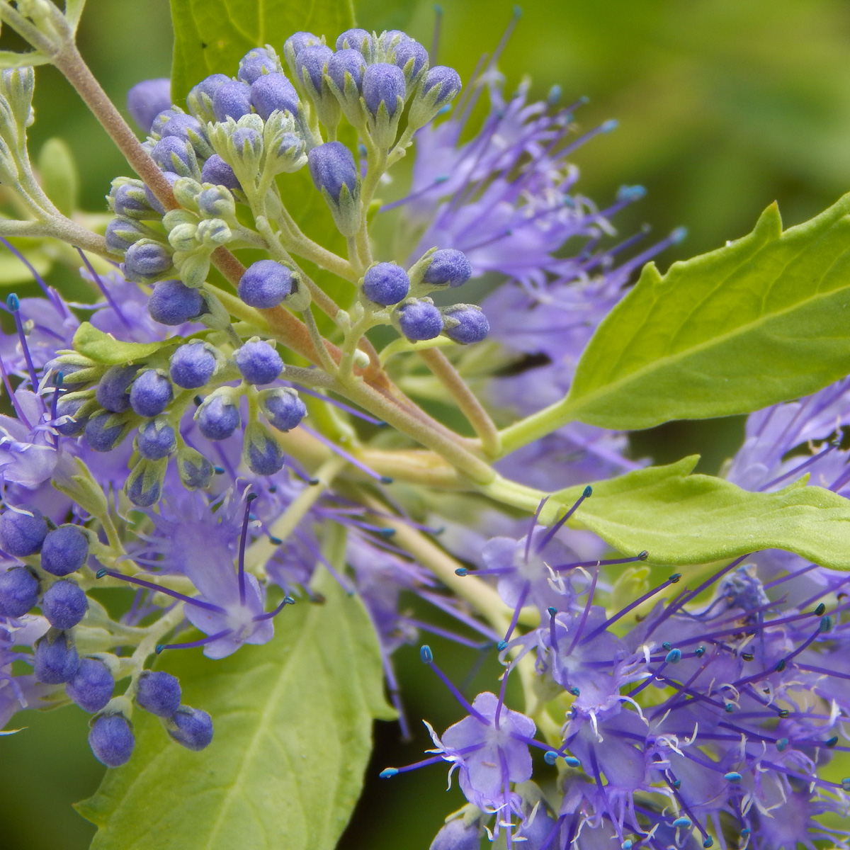 Caryopteris