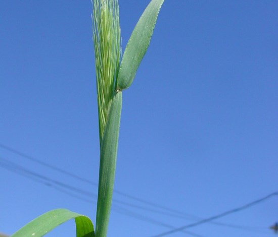 hare barley