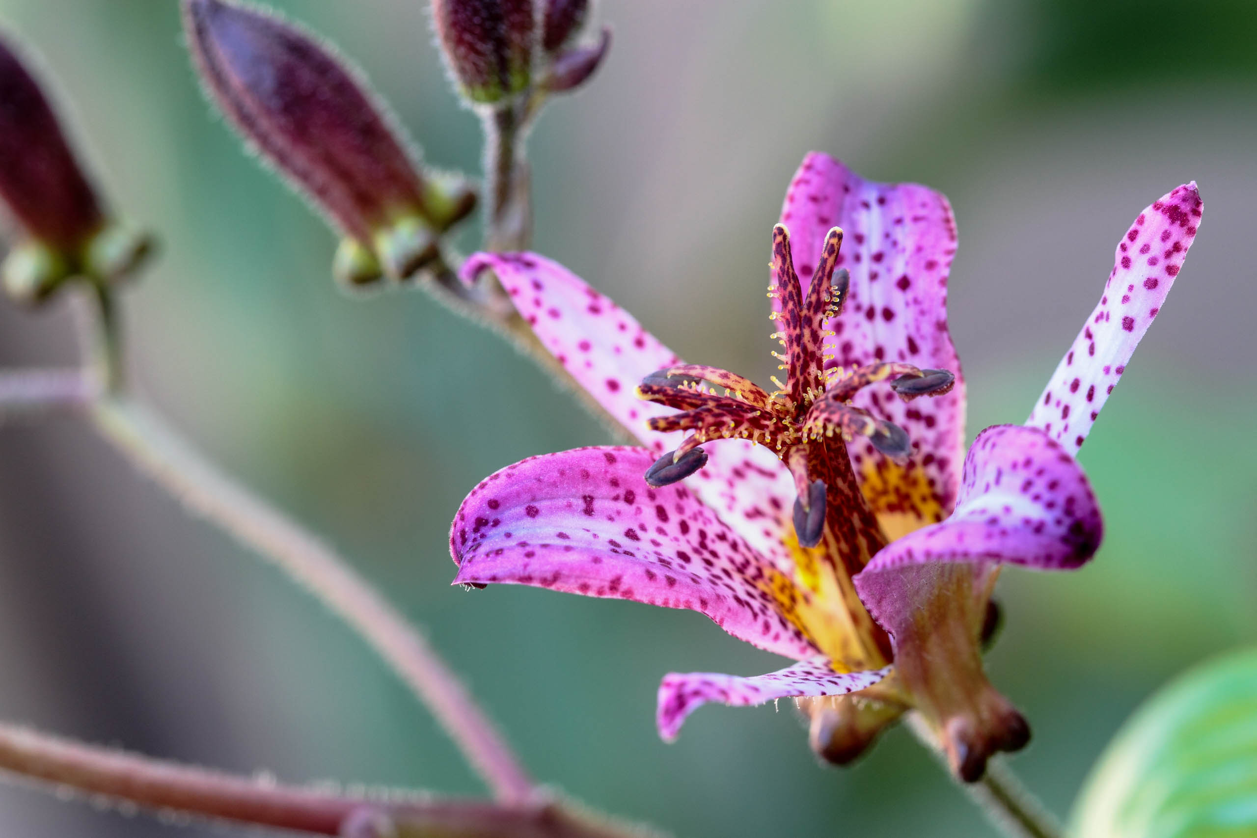 Top 10 Flowers for Your Fall Garden