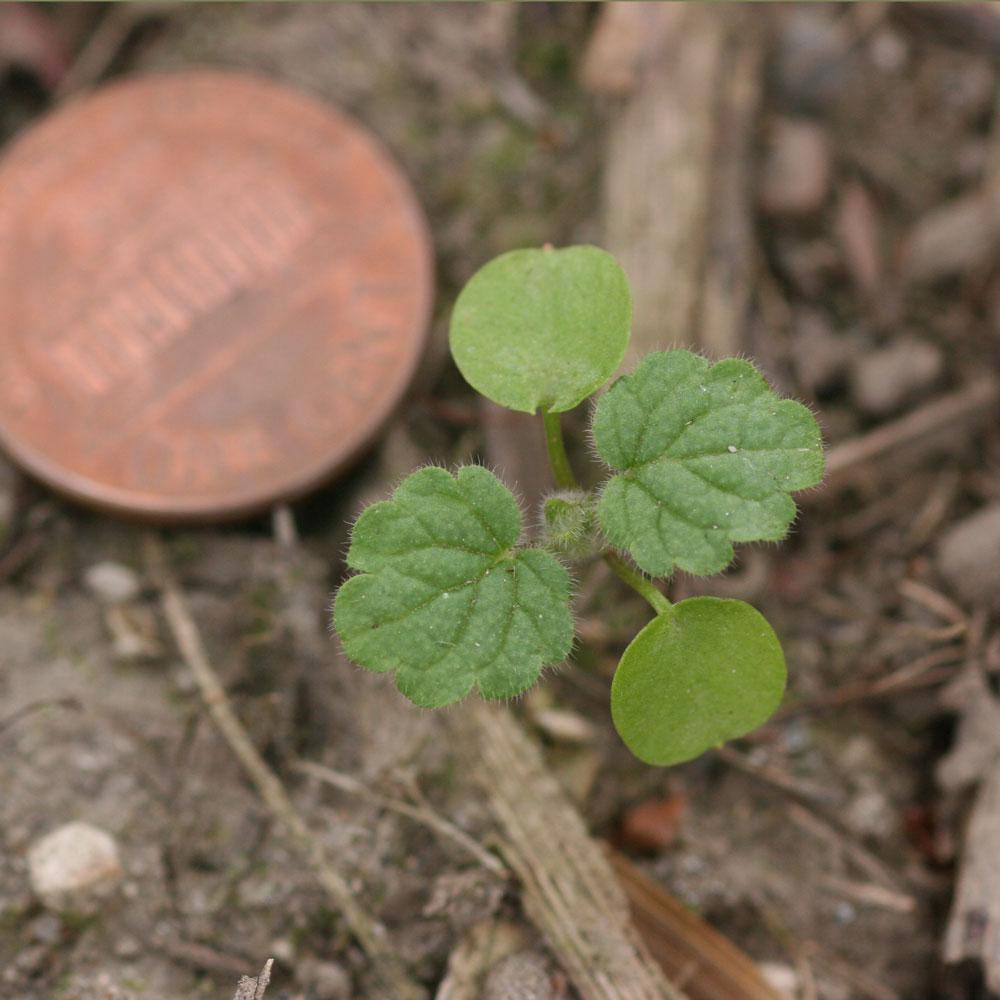 Henbit weed seedling next to a penny