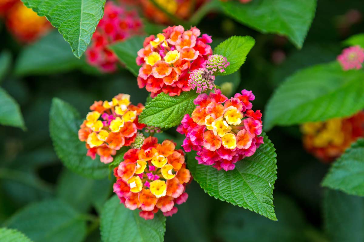 Lantana