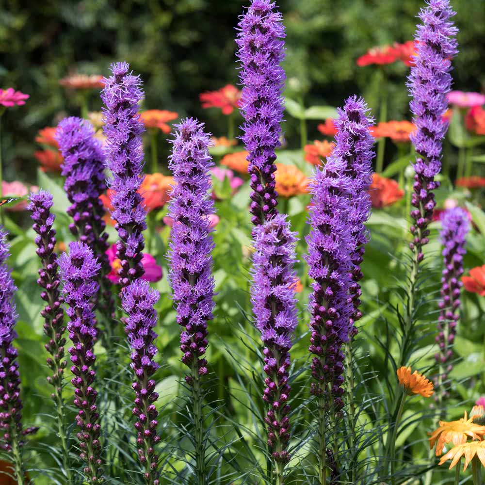 Blazing star (Liatris species)