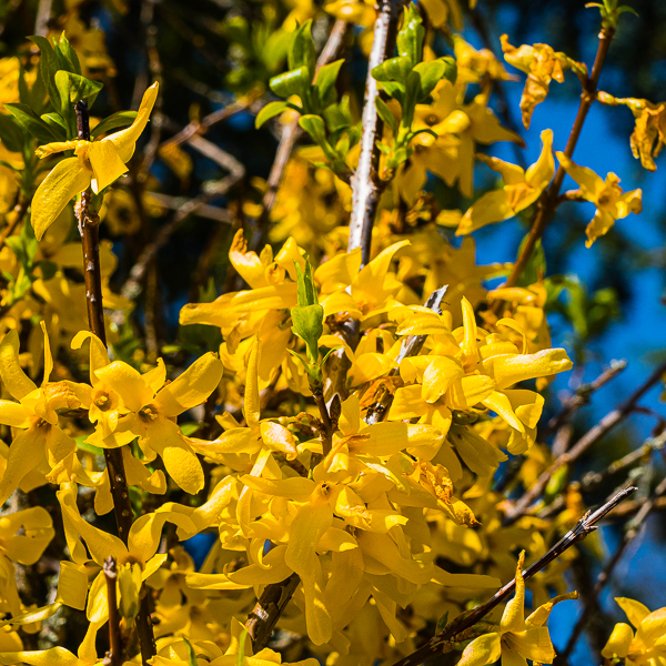 Forsythia Blooming