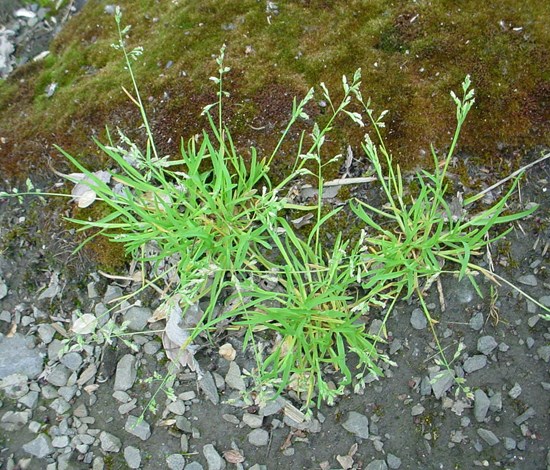 Annual bluegrass Poa annua