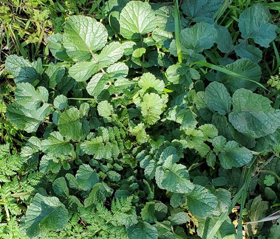 wild radish rosette