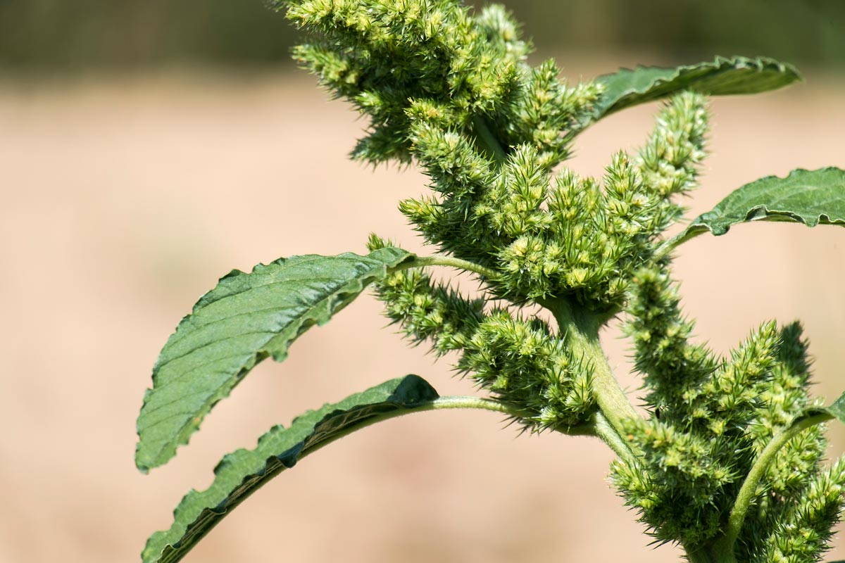 Redroot pigweed flowers and leaves.