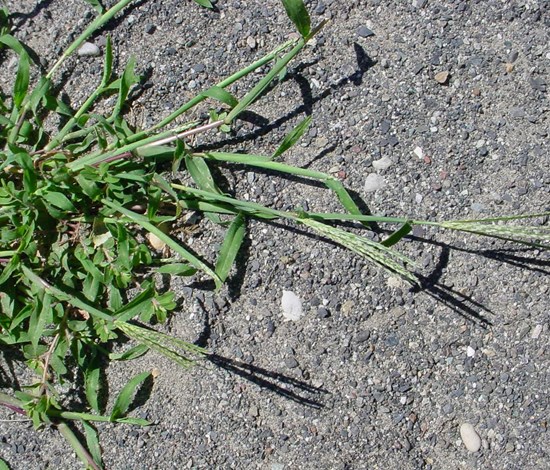 Crabgrass