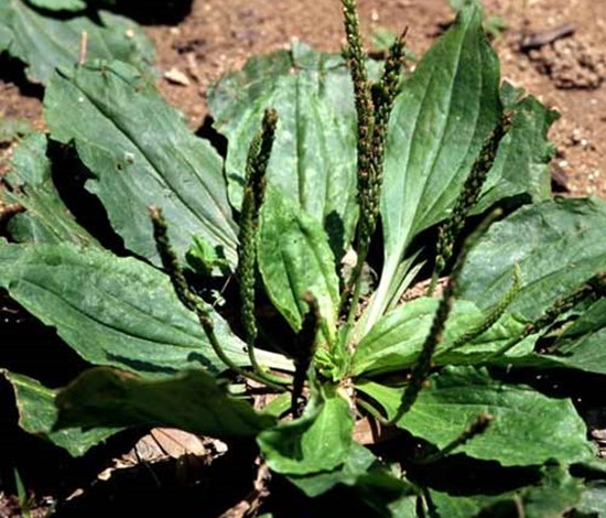 Broadleaf Plantain