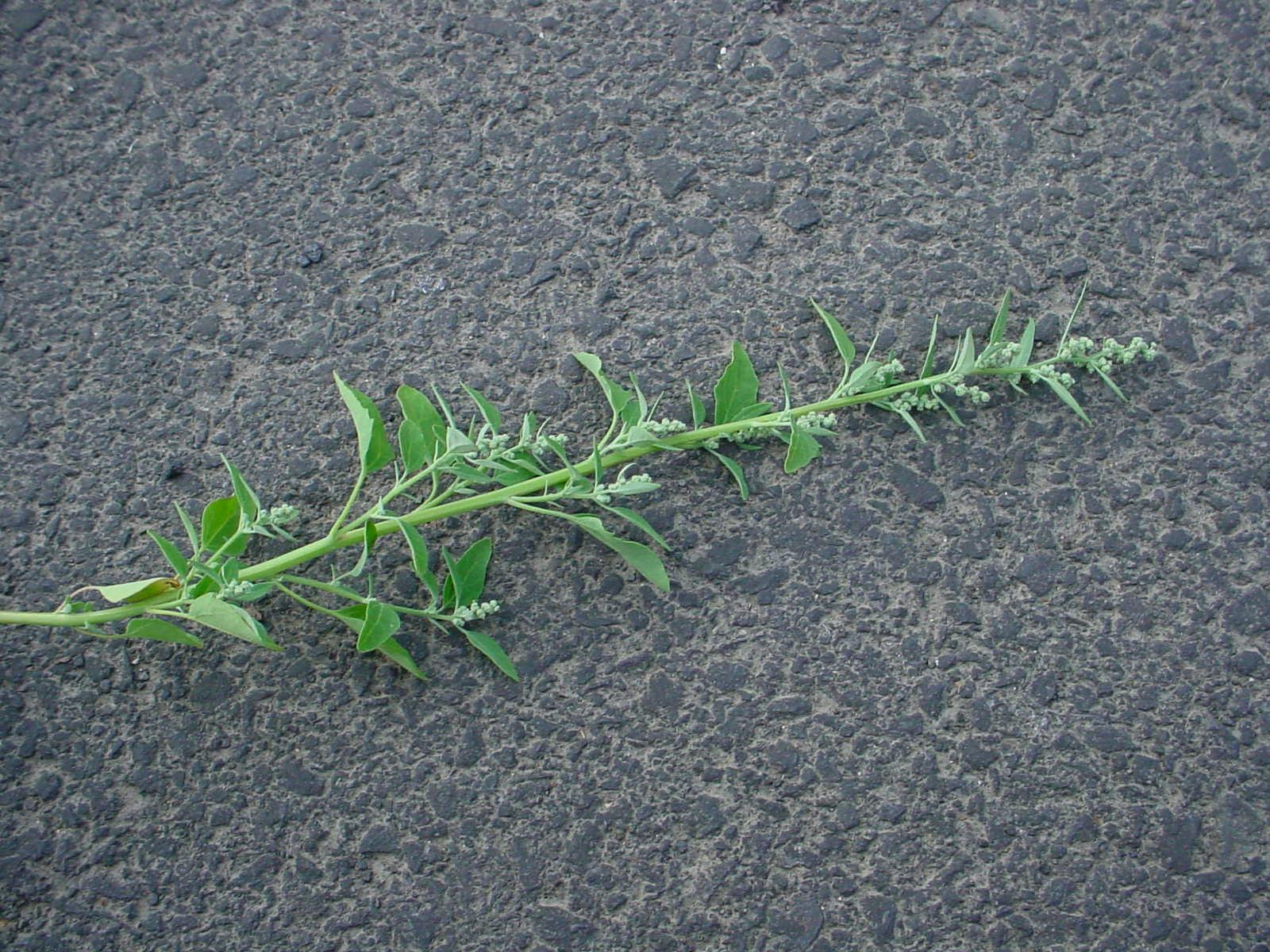 Lambsquarters (Chenopodium album)