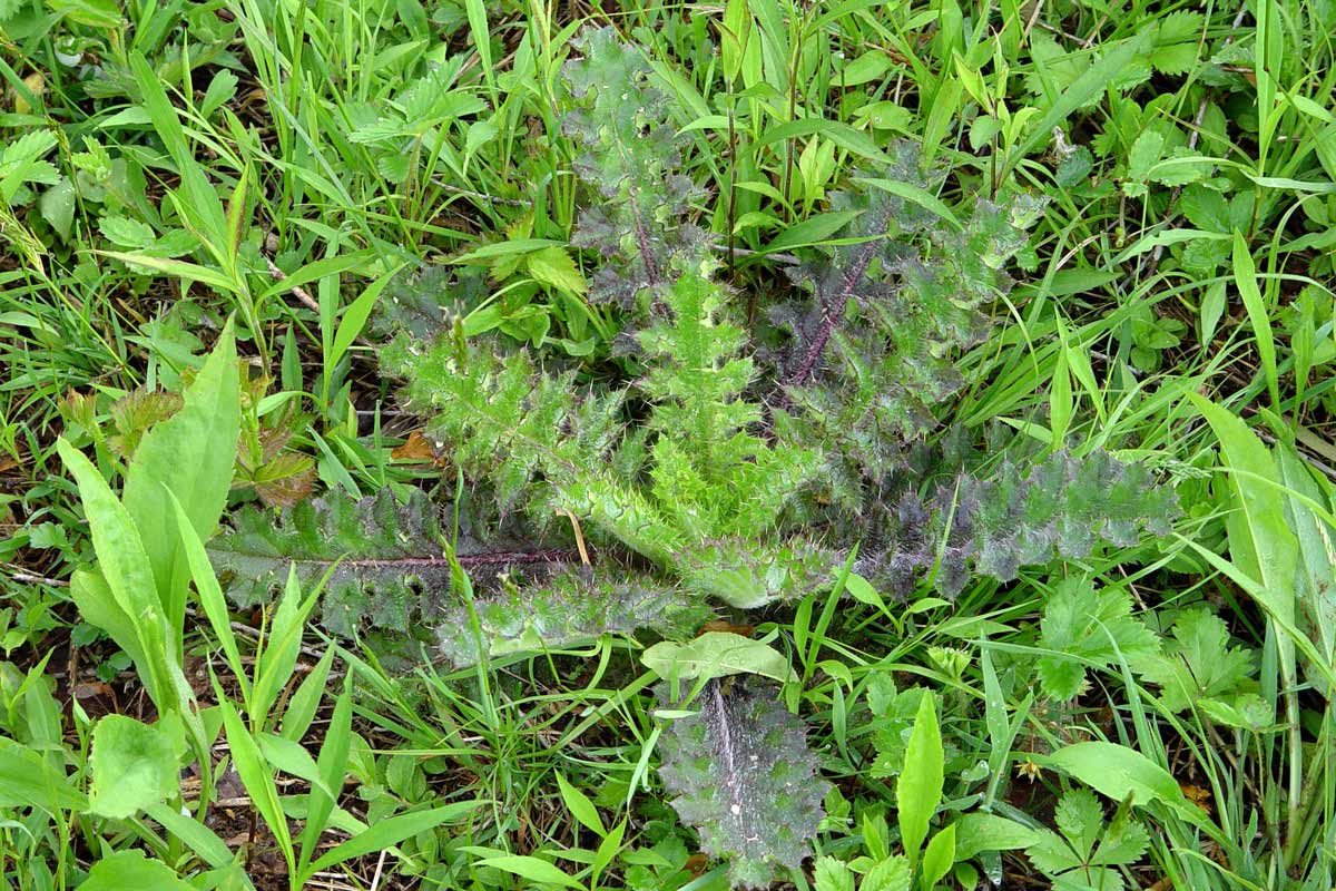 Thistle rosette