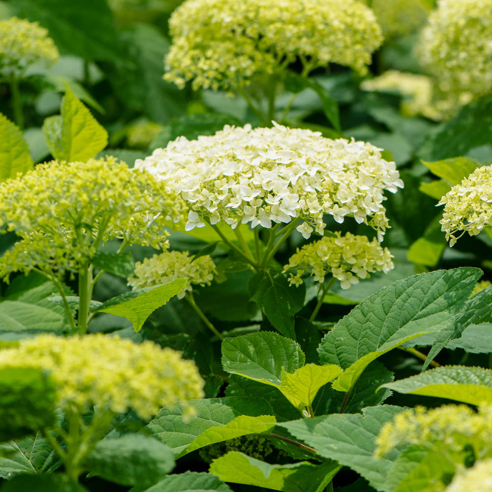 Smooth Hydrangea