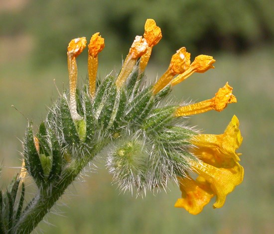 fiddleneck