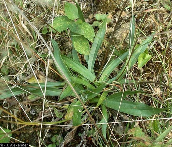 buckhorn plantain