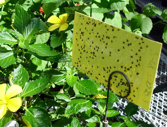 Yellow cards painted with bug-grabbing goo can trap pest bugs without resorting to sprays. © George Weigel