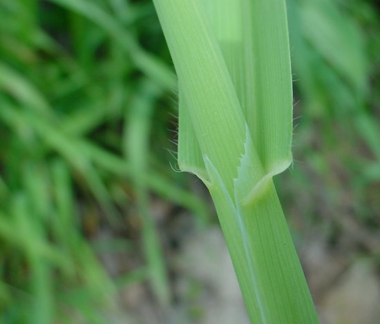 wild oat stem