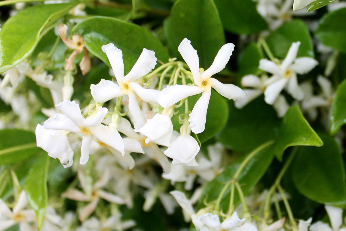 Jasmine plant flowering