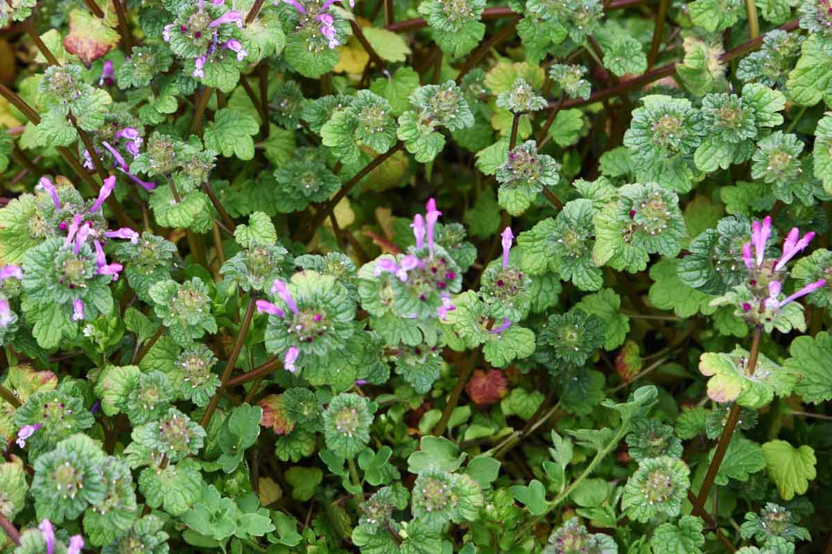 Henbit weed