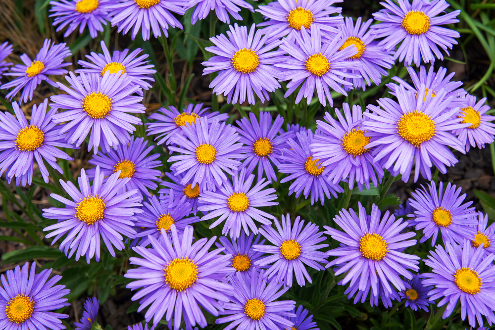 Aster