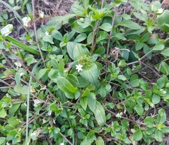 Florida pusley patch