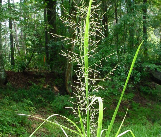 fall panicum