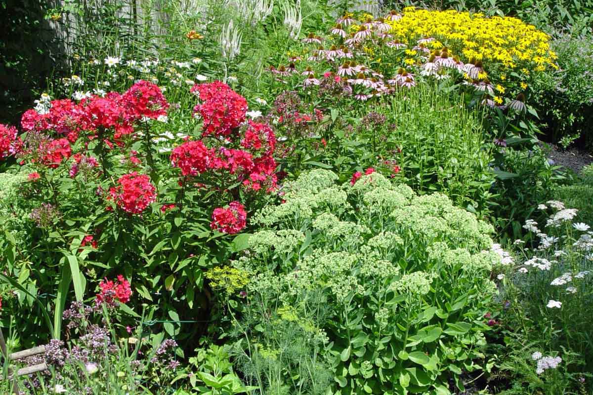 Perennial Garden