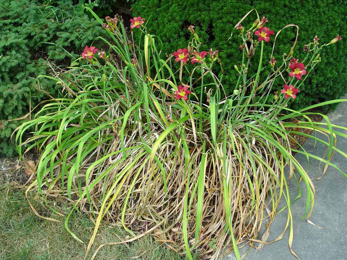 Daylily with leaf-streak disease