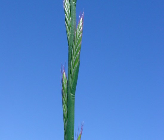 annual ryegrass Lolium perenne var. multiflorum seedhead