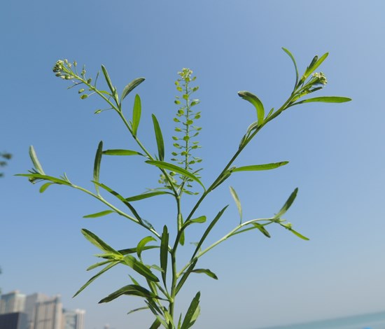 Virginia pepperweed seedhead