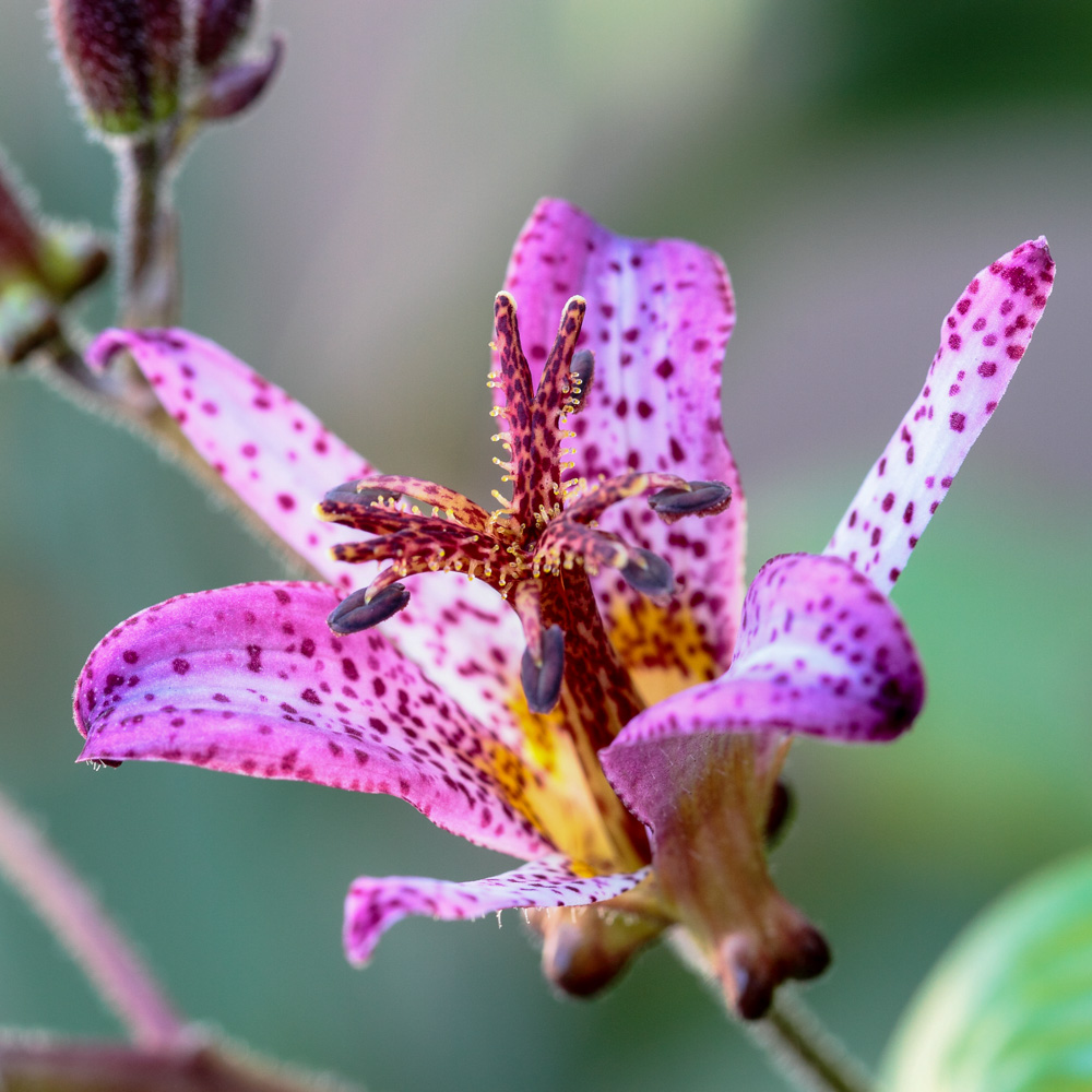 Toad Lily