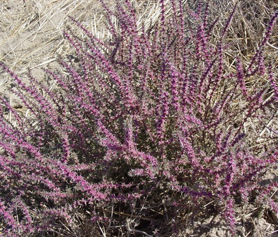 Russian thistle