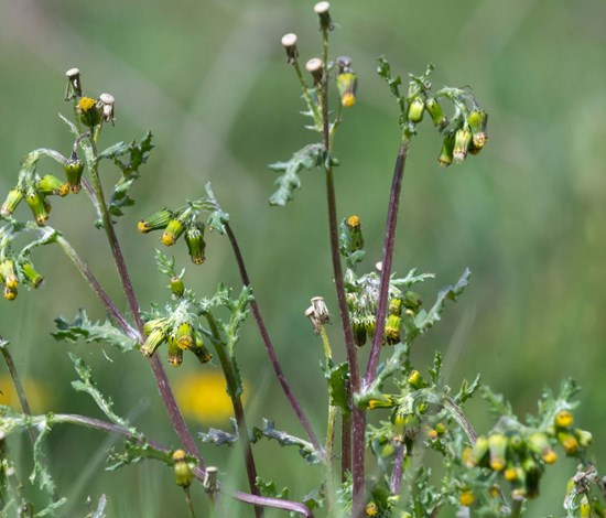 Groundsel Senecio Vulgaris