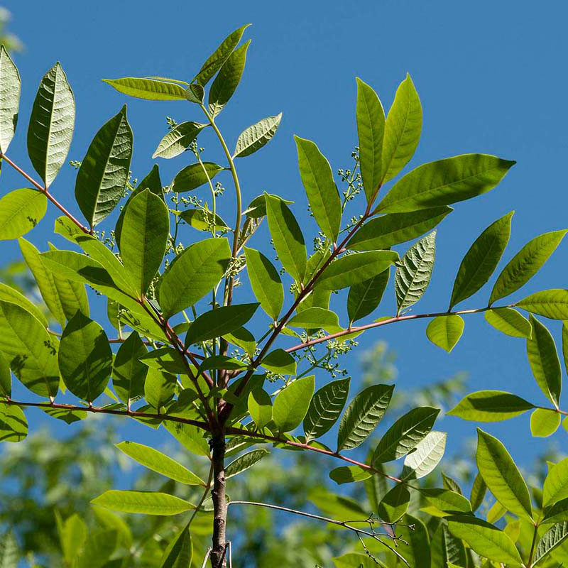 Poison sumac