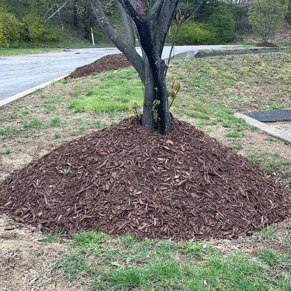 Too much mulch around a tree creates a mulch volcano.