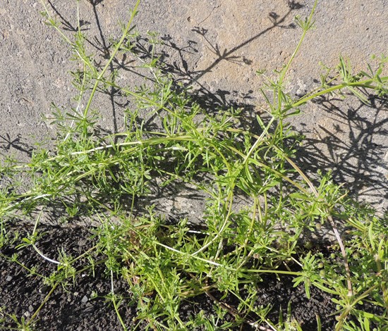 Catchweed bedstraw