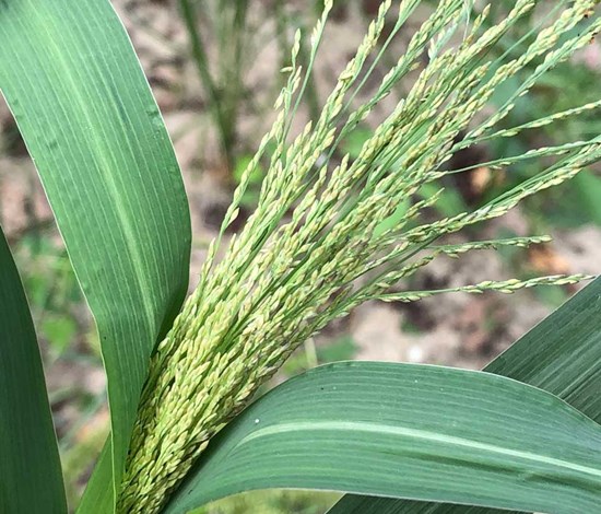 fall panicum
