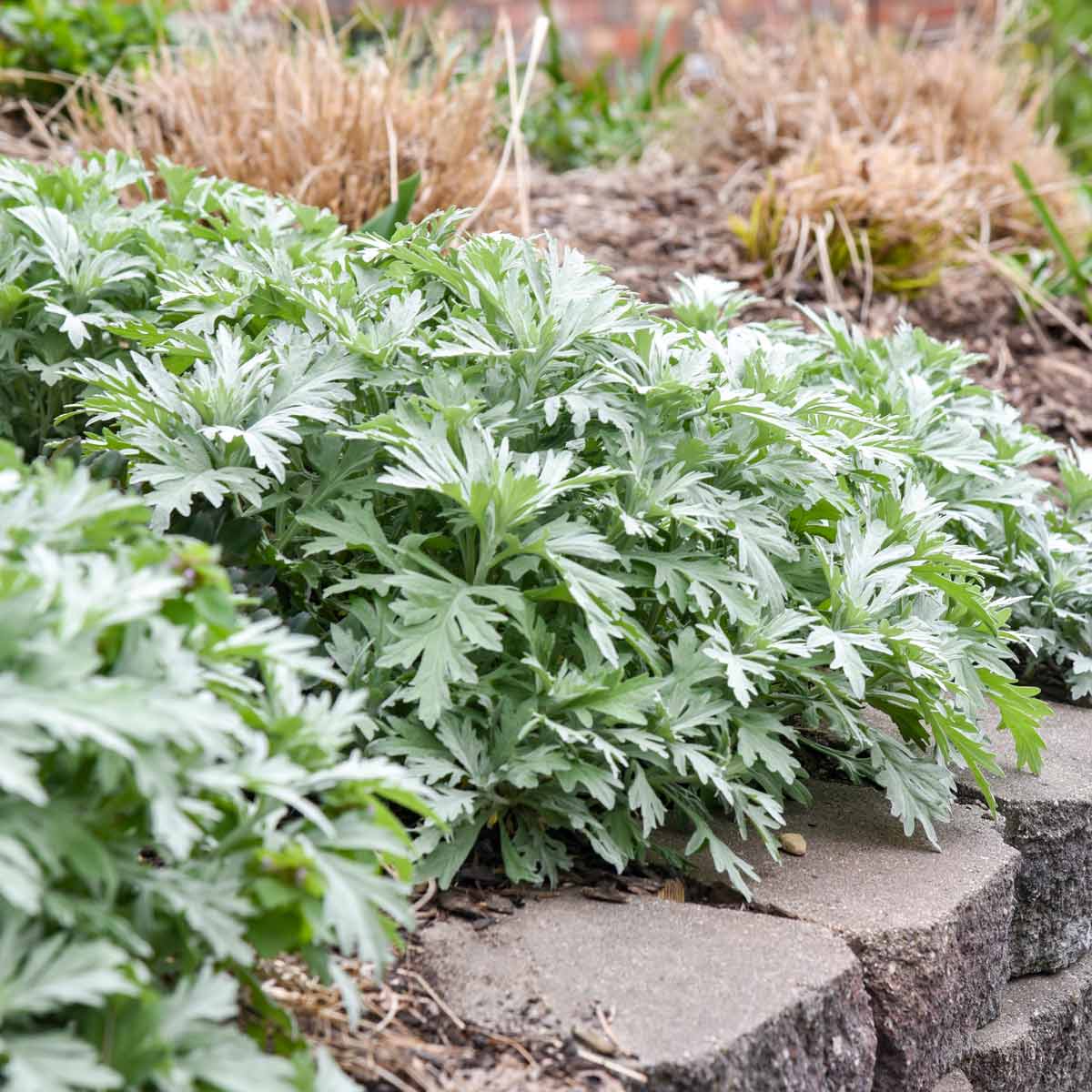 Artemisia ‘Silver Lining’