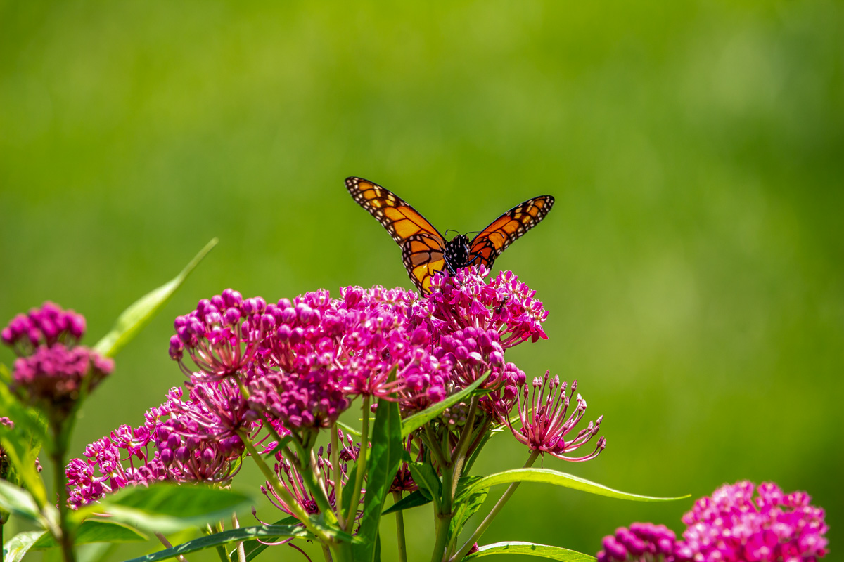 Monarch on Milkweed