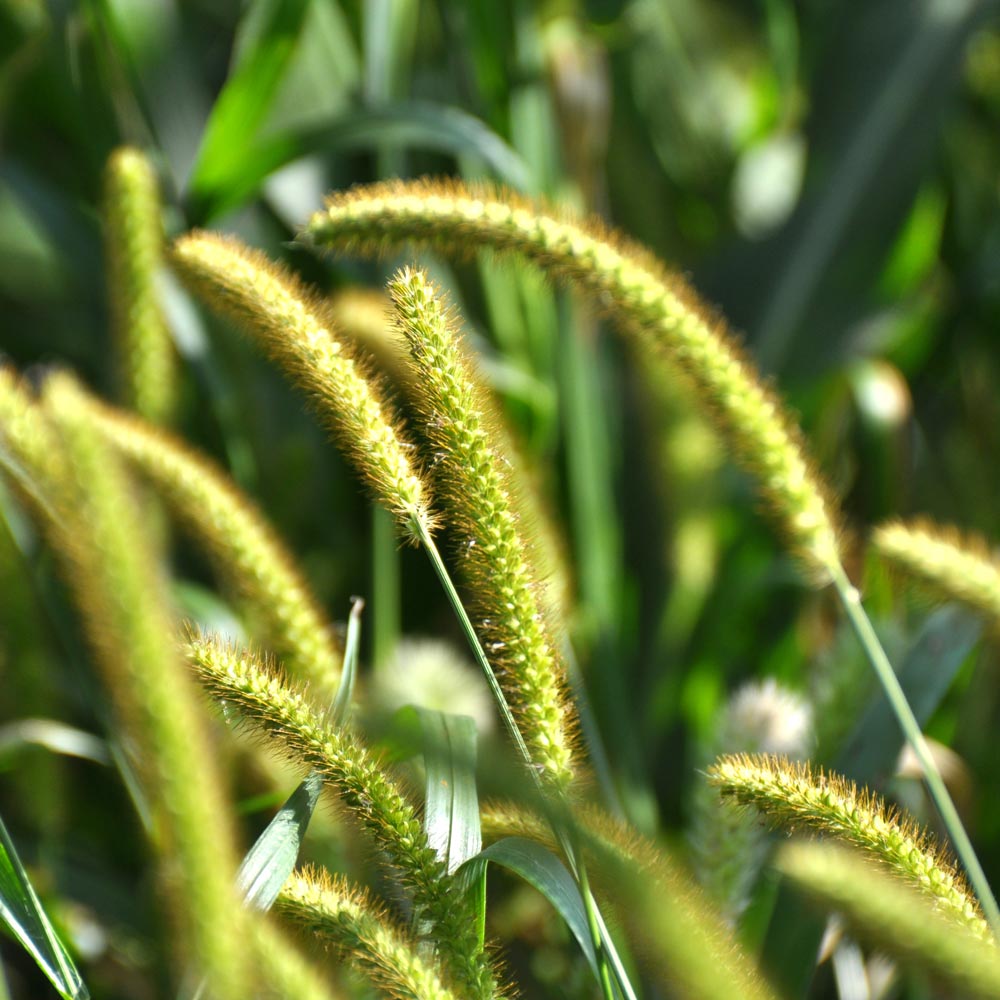 Yellow foxtail (Setaria pumila)