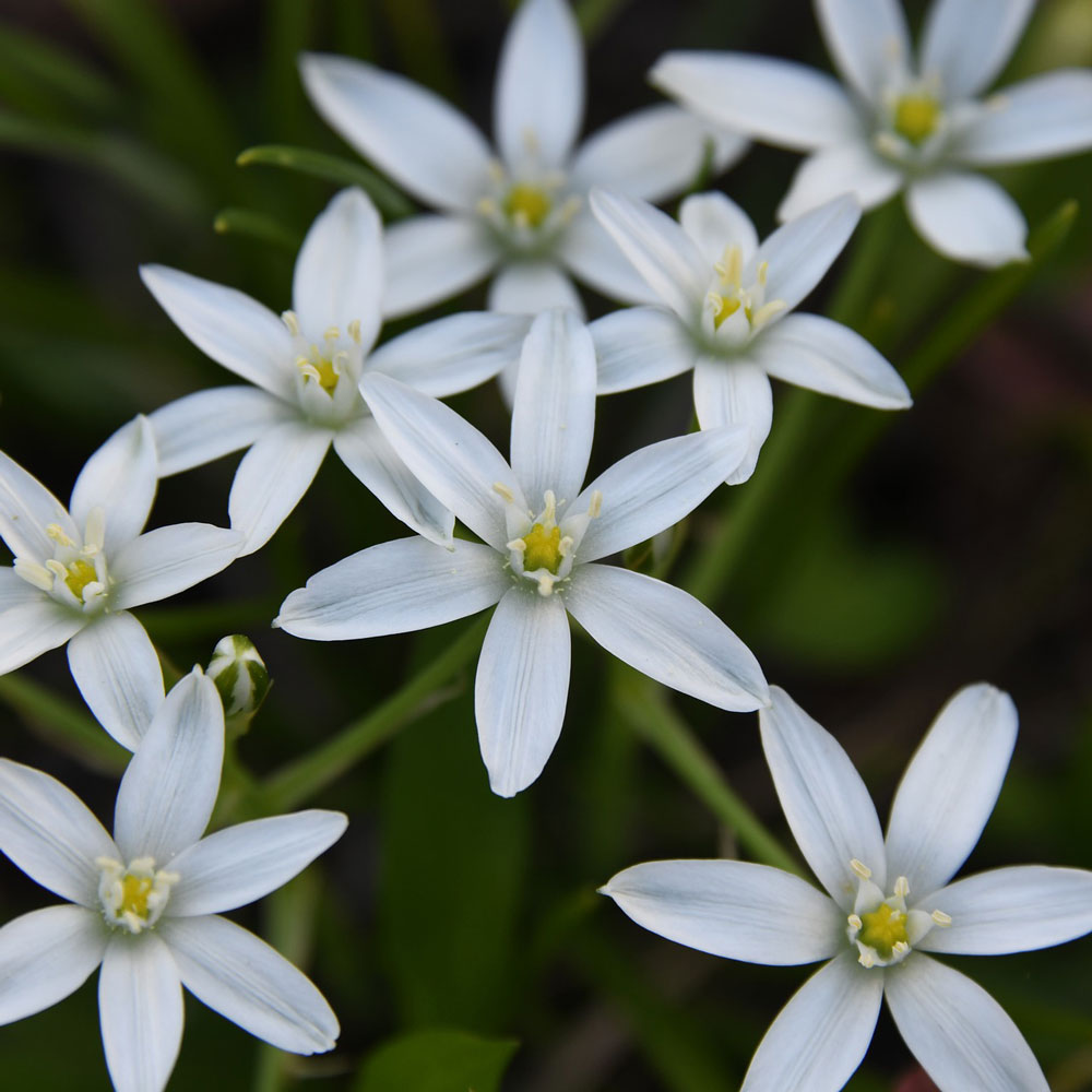 Star of Bethlehem (Ornithogalum umbellatum)