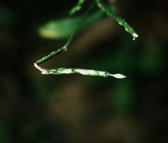 Signalgrass seedhead