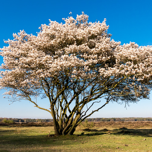 Serviceberry