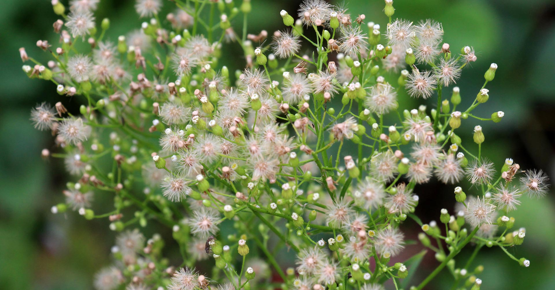 Marestail weed going to seed