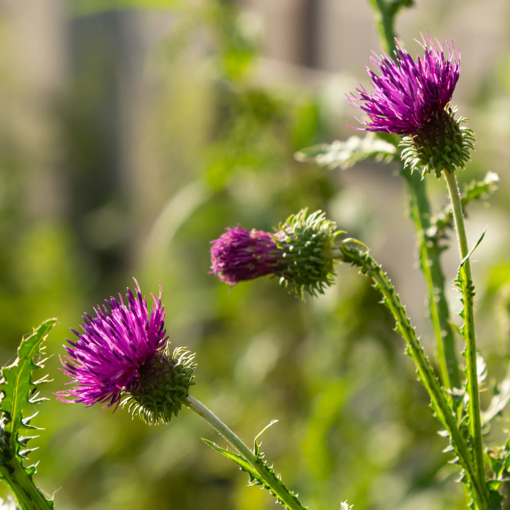 Canada thistle (Cirsium arvense)